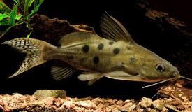 Синодонтис (Synodohtis) — Аквариумные рыбки