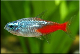 Неон (Paracheirodon) — Аквариумные рыбки